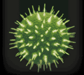 Full Blown HIV virus